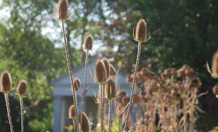 Cowbridge Physic Garden